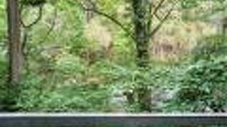 大江戸温泉物語 山中彩朝楽