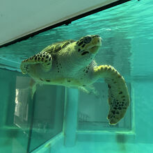 久米島ウミガメ館にて、水槽内を泳ぐウミガメさん。