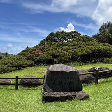 久米の五枝の松