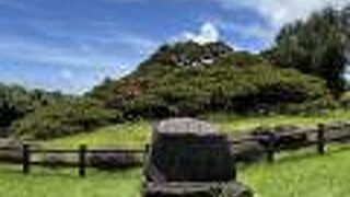 久米の五枝の松