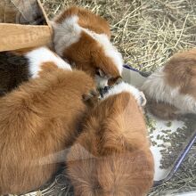 円山動物園 こども動物園