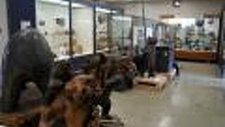 八雲町郷土資料館