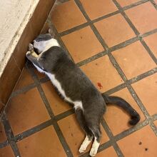 猫も犬も無防備