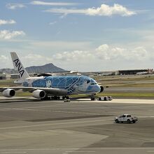 ラウンジからホヌ