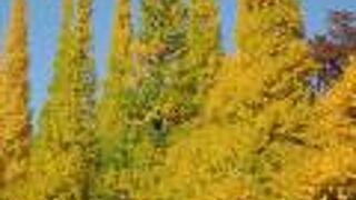 明治神宮外苑いちょう祭り