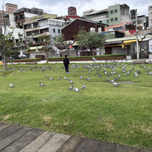 鳩も沢山いましたよ。