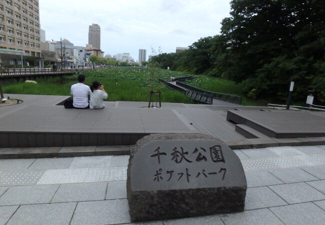 蓮の花が咲くお濠の中を歩く