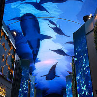 オーロラで行われる映像ショーは必見です！