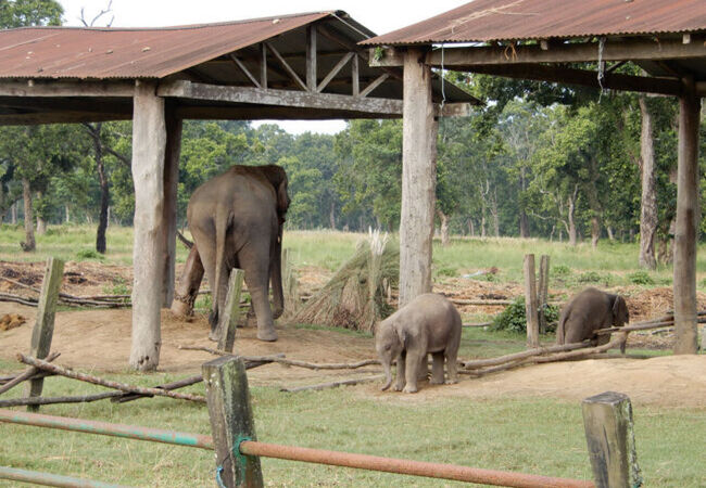 エレファントブリーディングセンター