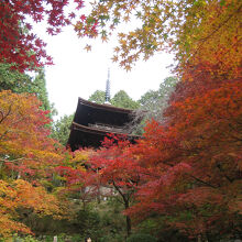 血染めのもみじと三重塔