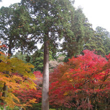 紅葉「血染めのもみじ」の景色