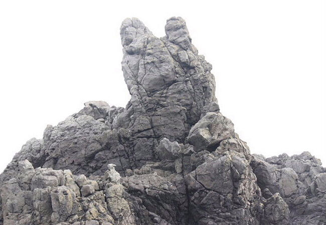 ウミネコが見られました。