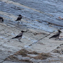 ハイイロガラス