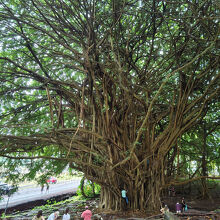 巨大なバニヤンツリー