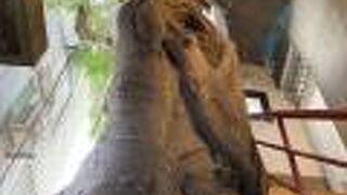 シェンノン 147 ホステル (神榕147民宿)