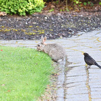 ホテルのお庭でうさぎにであいました。