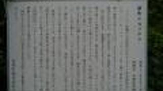 新町の大ソテツ