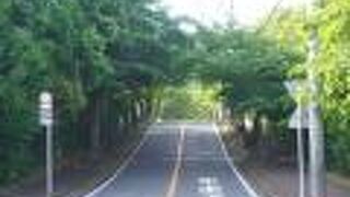 伊豆高原桜並木