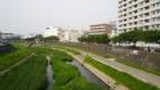 柏尾川の桜並木