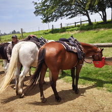 戻ったらお昼ご飯