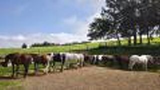 コハラ ナアラパ ステーブルズ