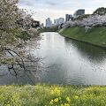 東京屈指の桜の名所も枝振りが寂しくなって
