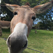 人懐っこいロバもいます
