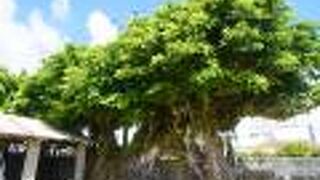 国吉家のガジュマル巨木