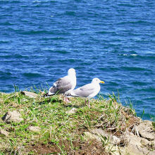 間近にカモメが観れます