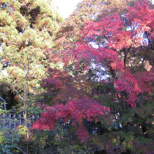 黄色や赤色で映える紅葉