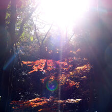 一部、紅葉が残っています。