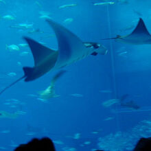 沖縄美ら海水族館の大水槽「黒潮の海」