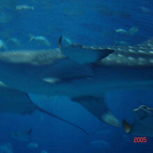 沖縄美ら海水族館の大水槽「黒潮の海」