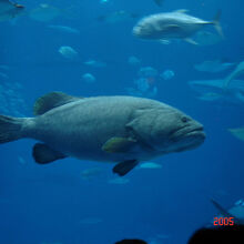 沖縄美ら海水族館の大水槽「黒潮の海」