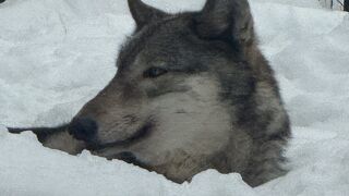 円山動物園 エゾシカ オオカミ舎