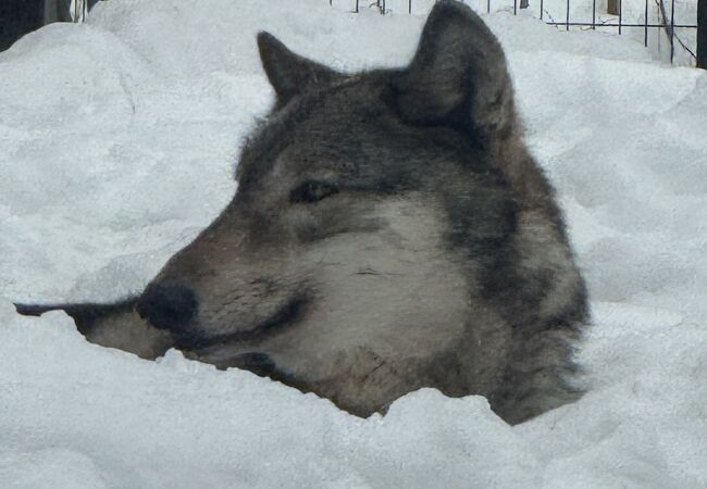 雪で幸せなオオカミ