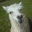 Llama