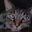 Kitty