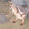 Wallabyさん