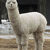 alpaca