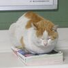 たぬき２号さん