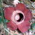 rafflesia