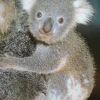 likely_koalaさん