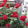 薔薇さん