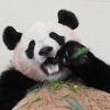 Lapinさん