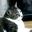 みみねこの父