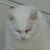 愛猫シロネコ