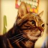 cat59さん