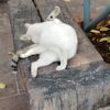 ねこさがしにんさん