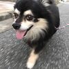 つんつんさん